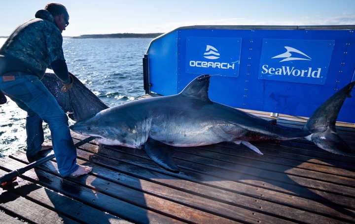 File photo of Scot from OCEARCH.