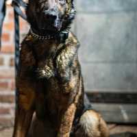 Wanted Man Fights Police, Chokes K9 During CT Bust: Cops