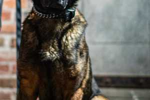 Wanted Man Fights Police, Chokes K9 During CT Bust: Cops