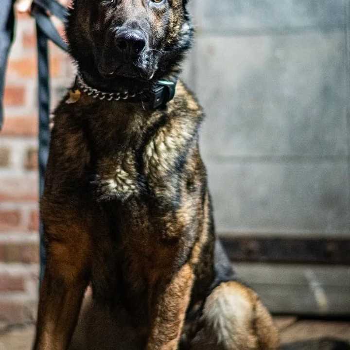 Connecticut State Police Dog Gatti was not injured in the fight.&nbsp;