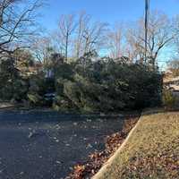 Thousands Without Power After Damaging Winds Whip Through Maryland: BGE