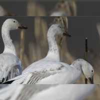 <p>Snow geese.</p>