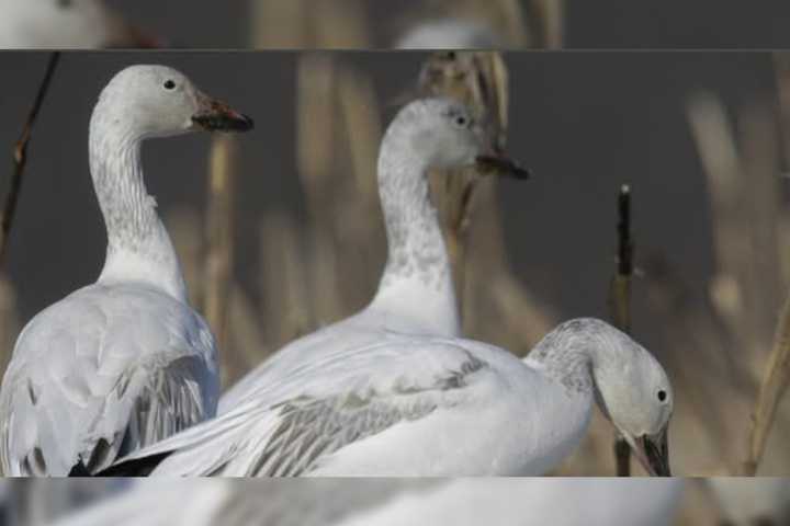 Hundreds Of Snow Geese Found Dead In Greater Allentown Area, Avian Flu Suspected