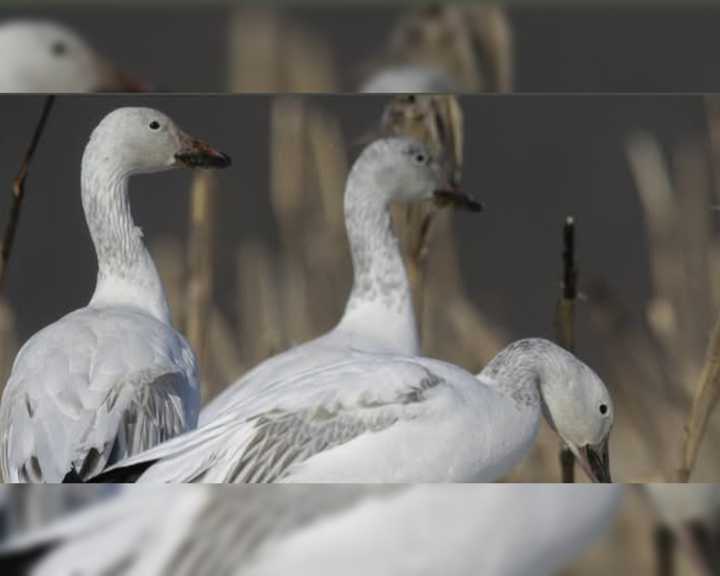 Snow geese.