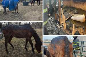 Illegal Stable Catches Fire Killing Horses, 12 In Critical Condition: PSPCA