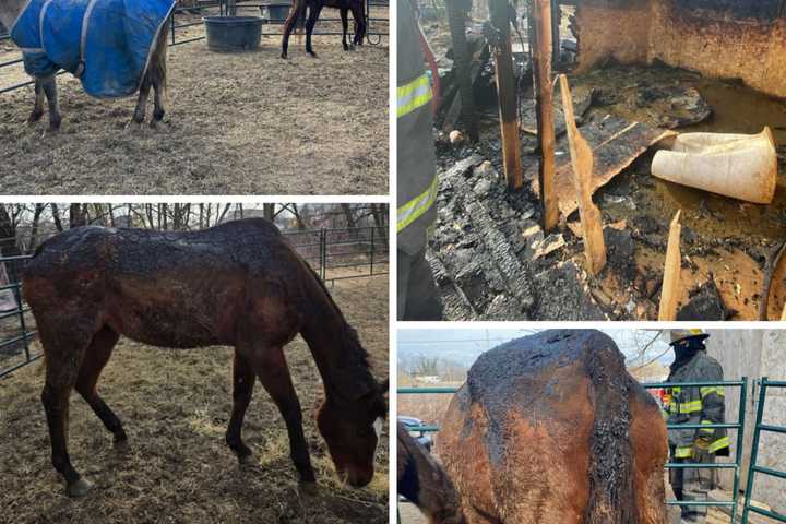 Illegal Stable Catches Fire Killing Horses, 12 In Critical Condition: PSPCA