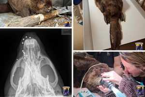 Beaver Blinded After Shot 14 Times Rescued From Susquehanna River