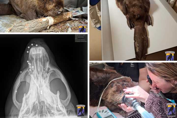 Beaver Blinded After Shot 14 Times Rescued From Susquehanna River