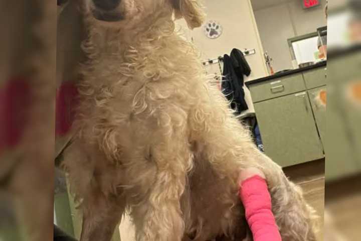 Dog’s Leg Cut Off With Scissors, Left Untreated For Days: PA Man Charged