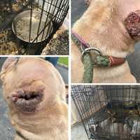Fentanyl Sales, Puppy Neglect Uncovered In Long Island Home: Suffolk DA