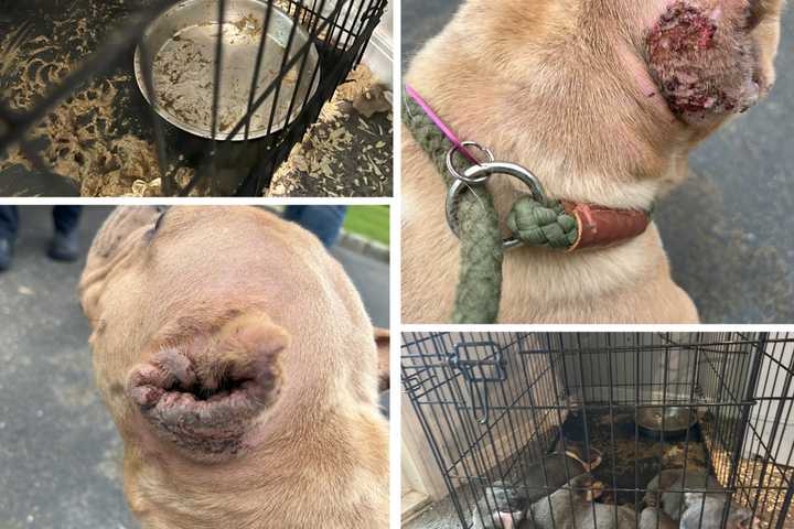 Fentanyl Sales, Puppies Ears Mutilated Uncovered In Long Island Home: DA