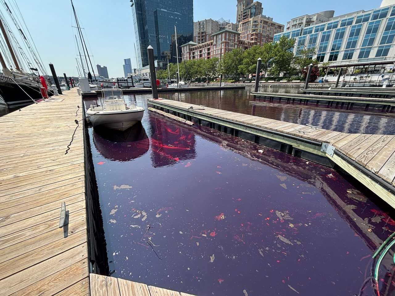 Baltimore Marina Runs Red As Mysterious Oil Spill Oozes Into Waterfront (PHOTOS)