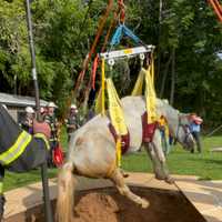 Mane Event: Baltimore County Horse Hoisted From 10-Foot Pit (PHOTOS)