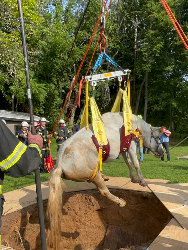 Mane Event: Baltimore County Horse Hoisted From 10-Foot Pit (PHOTOS)