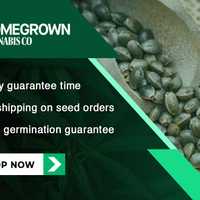 <p>Homegrown Cannabis Co.
  
</p>