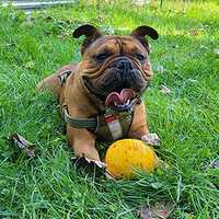 New Milford Man Admits Strangling, Dismembering Bulldog At Acquaintance's NY Home