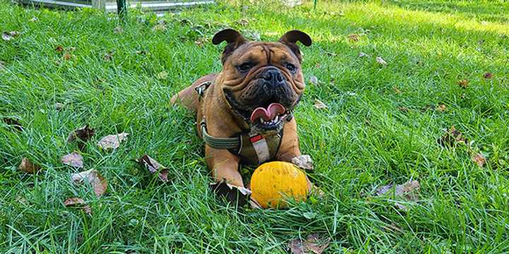 Bruno, a pure-bred English bulldog, was killed in New Rochelle in December 2024. 