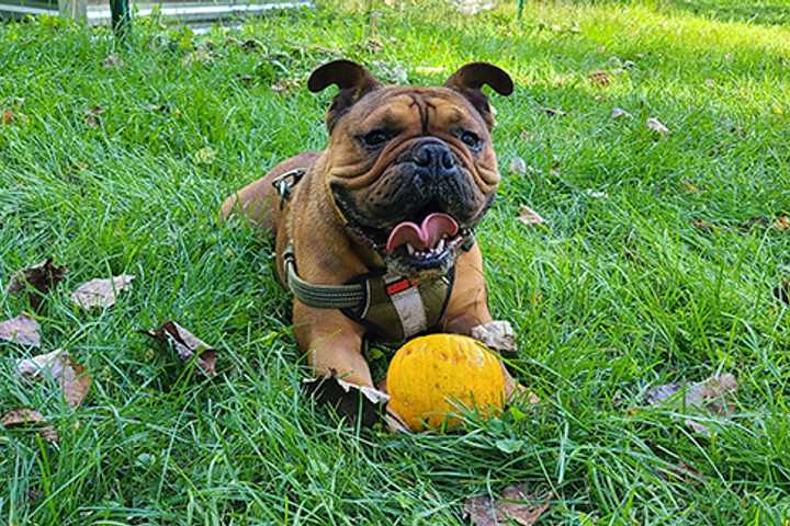 Man Admits Strangling, Dismembering Bulldog At Acquaintance's Hudson Valley Home