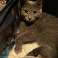 Man Sexually Assaults Pregnant Woman, Strangles Her Cat In New Rochelle: Here's His Fate
