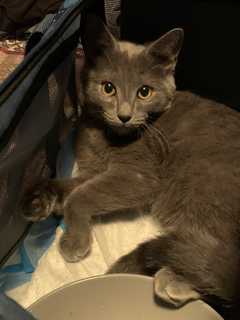 Man Sexually Assaults Pregnant Woman, Strangles Her Cat In NY: Here's His Fate