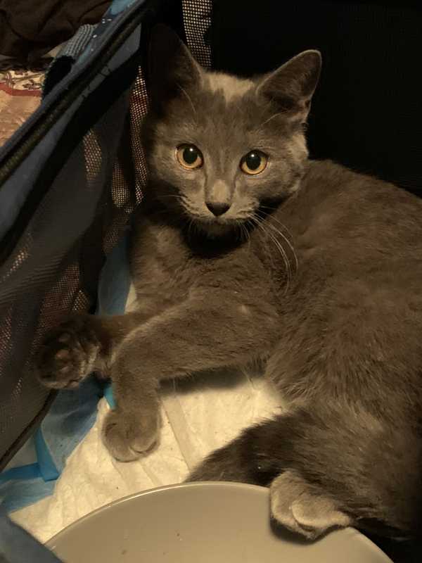 Man Sexually Assaults Pregnant Woman, Strangles Her Cat In NY: Here's His Fate