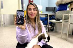 'She Was Sent To Me:' Nutley Woman Adopts Dog Struck On Route 4 After Losing Her Own