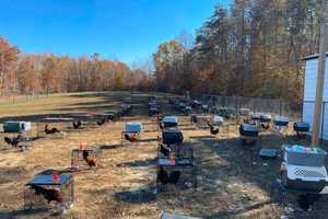 Chickens Rescued From Illegal Cockfighting Ring Operating Out Of Stafford Yard: Sheriff