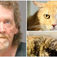 Brick Township Man Who Had 157 Cats At Home Indicted, Prosecutors Say