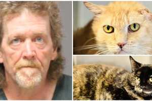 Brick Township Man Who Had 157 Cats At Home Indicted, Prosecutors Say