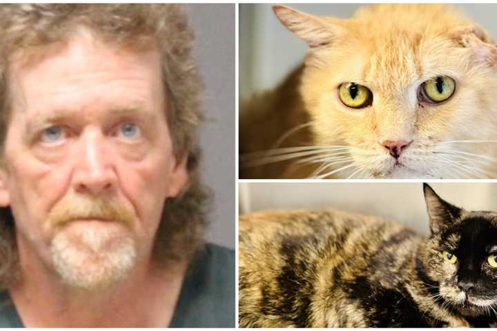 Jersey Shore Man Who Had 157 Cats At Home Indicted, Prosecutors Say