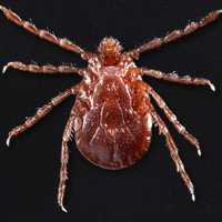 Clone-Creating Tick Invades Another East Coast State: Public Health Officials Sound Alarm