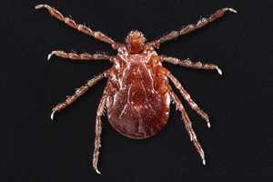 Clone-Creating Tick Invades Connecticut: Public Health Officials Sound Alarm