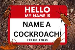 Ex Bugging You? Name A Cockroach After Them At Aquarium In Region This Valentine's Day