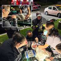 Animals Rescued After Fire Erupts At North Haven Emergency Veterinary Clinic