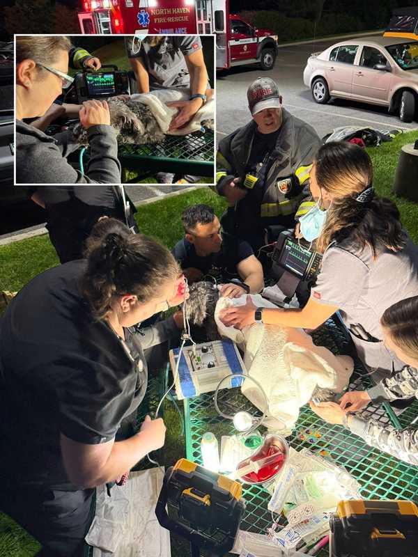 Animals Rescued After Fire Erupts At CT Emergency Veterinary Clinic