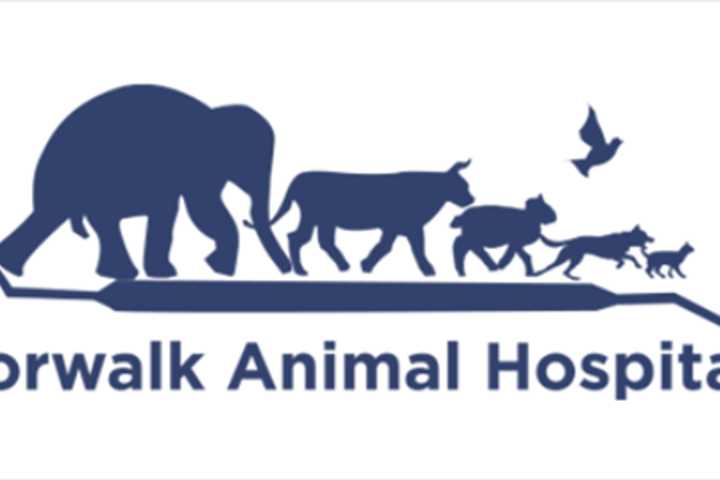 Best Veterinarian In Fairfield County In 2024: Norwalk Animal Hospital