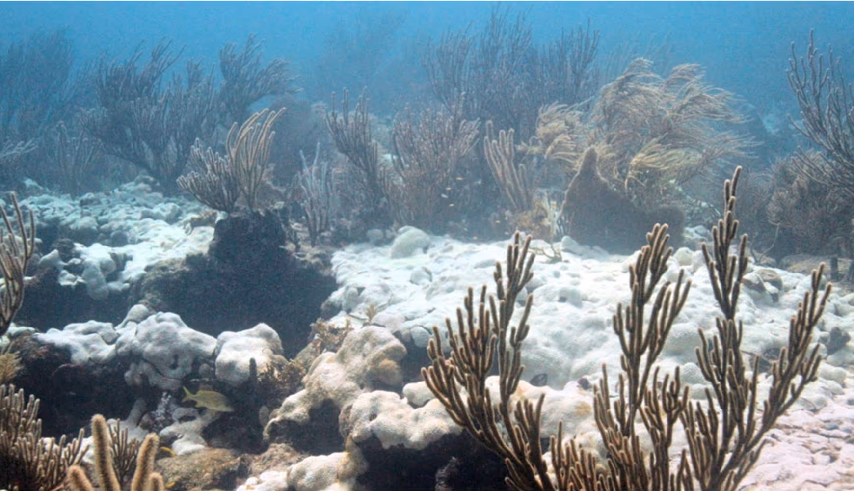 A bleached coral reef off the coast of Key Biscayne, FL.
 
A bleached coral reef off the coast of Key Biscayne, FL.