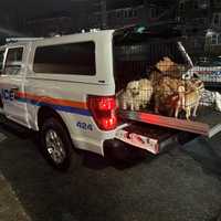 14 Puppies Abandoned In Plastic Cage Rescued In East Rockaway: Police