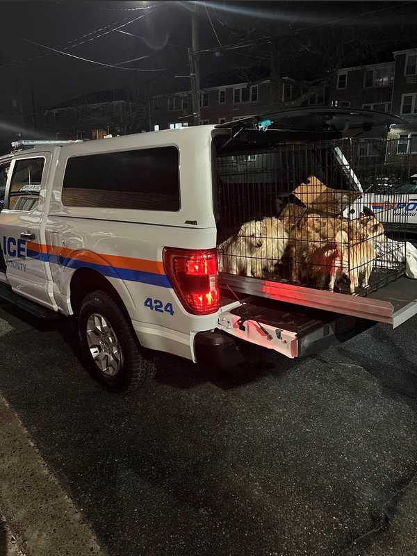 14 Puppies Abandoned In Plastic Cage Rescued On Long Island: Police