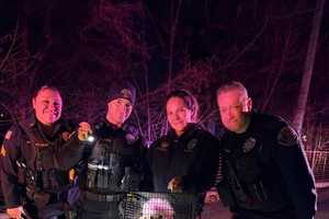 Pink Poodle Takes A Plunge: Miss Molly Rescued After Daring Swim Across Passaic River