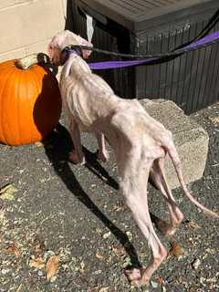 Dog Found Starving, Emaciated, Locked In Cage In Naugatuck Home's Basement For 24 Hours: Police