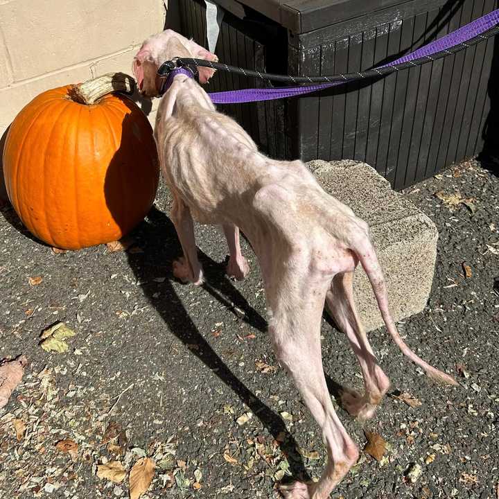 A 2-year-old dog named Rocky was rescued from a New Haven County home on Sunday, Oct. 20. A healthy poodle that age should weigh 50 pounds, Rocky weighed just 21 pounds. 