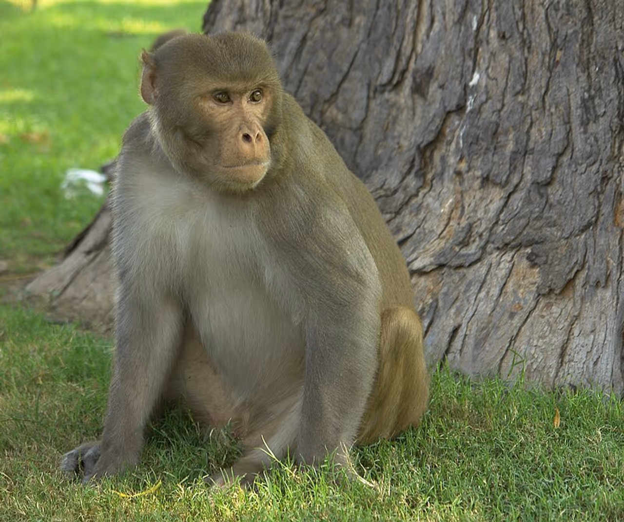 A Rhesus monkey. A Rhesus monkey.