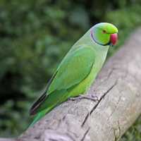 Parakeets Talking May Unlock Breakthroughs In Speech Disorder, Stroke Therapies: NYU Study