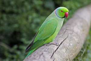 Parakeets Talking May Unlock Breakthroughs In Speech Disorder, Stroke Therapies: NYU Study