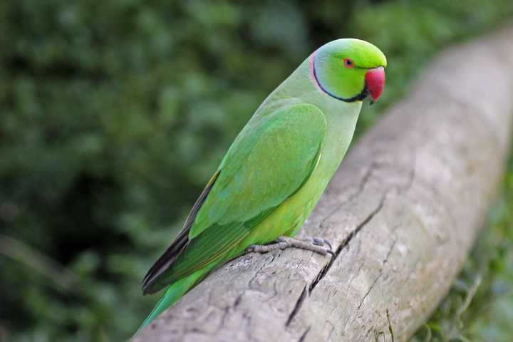 Parakeets Talking May Unlock Breakthroughs In Speech Disorder, Stroke Therapies: Study