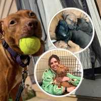 Emaciated Dog Rescued From Fighting Ring Gave Birth, They're All Recovering In DC Foster Home