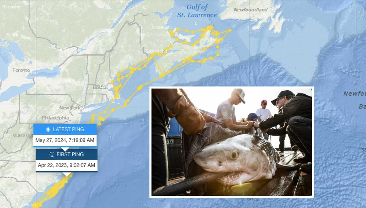 9-Foot Shark Pings Off Virginia Coast To Kick Off Memorial Day ...