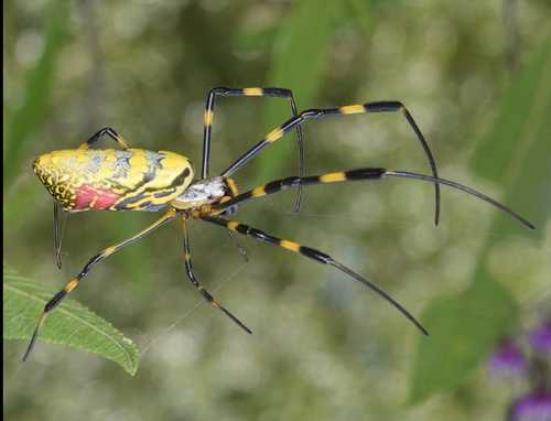 Giant Flying Multi Colored Spiders - Screen Shot 2024 06 05 At 7.28.39 AM 