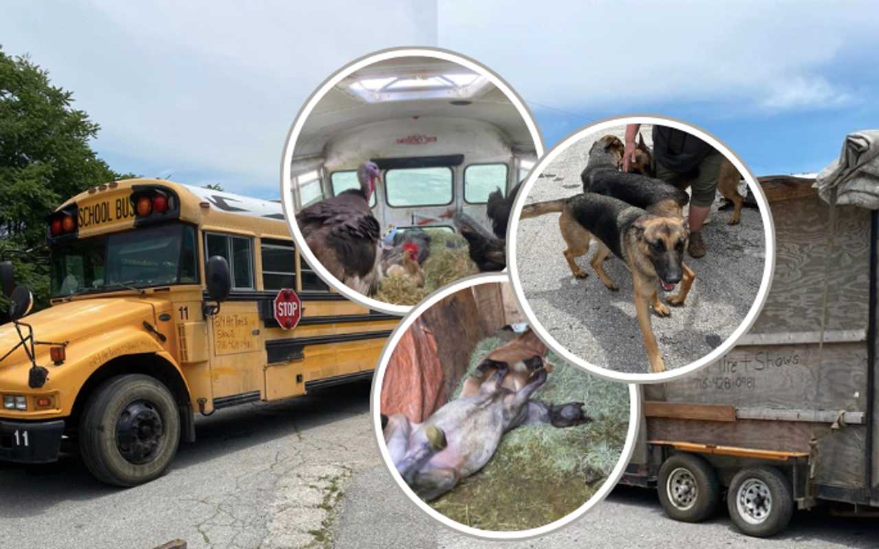 36 Animals Including Bull, Chickens Rescued From School Bus Trailer In